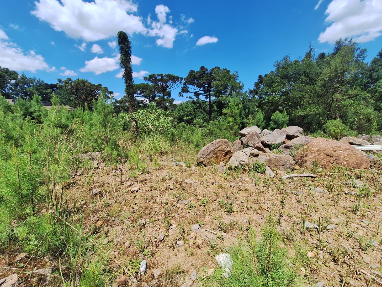 Excelente Terreno Plano com 450 m² em Loteamento Aberto — foto 1